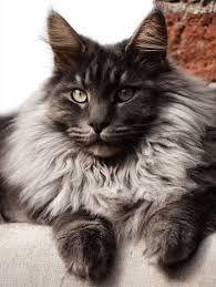 Maine Coon Cats For Sale In Michigan