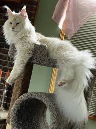 Maine Coon Cats For Sale In Ohio