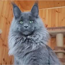 Maine Coon Cats In Maine For Sale