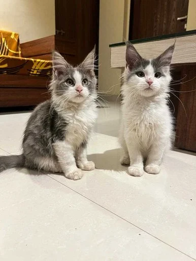 Maine Coon Cats Near Me