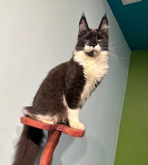 Maine Coon Cats Pictures