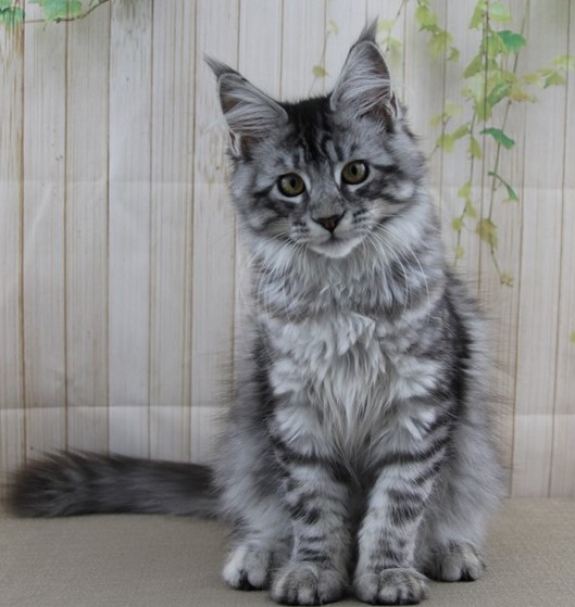 Maine Coon Cats Sale