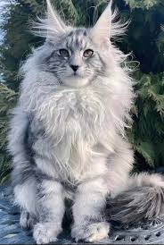 Maine Coon Cats