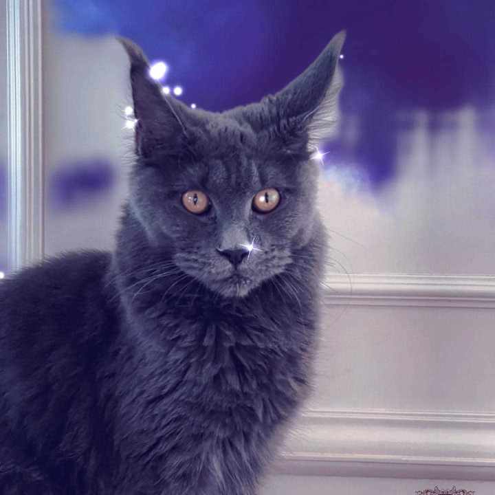 Maine Coon Cattery Near Me