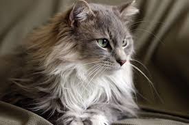 Maine Coon Cute