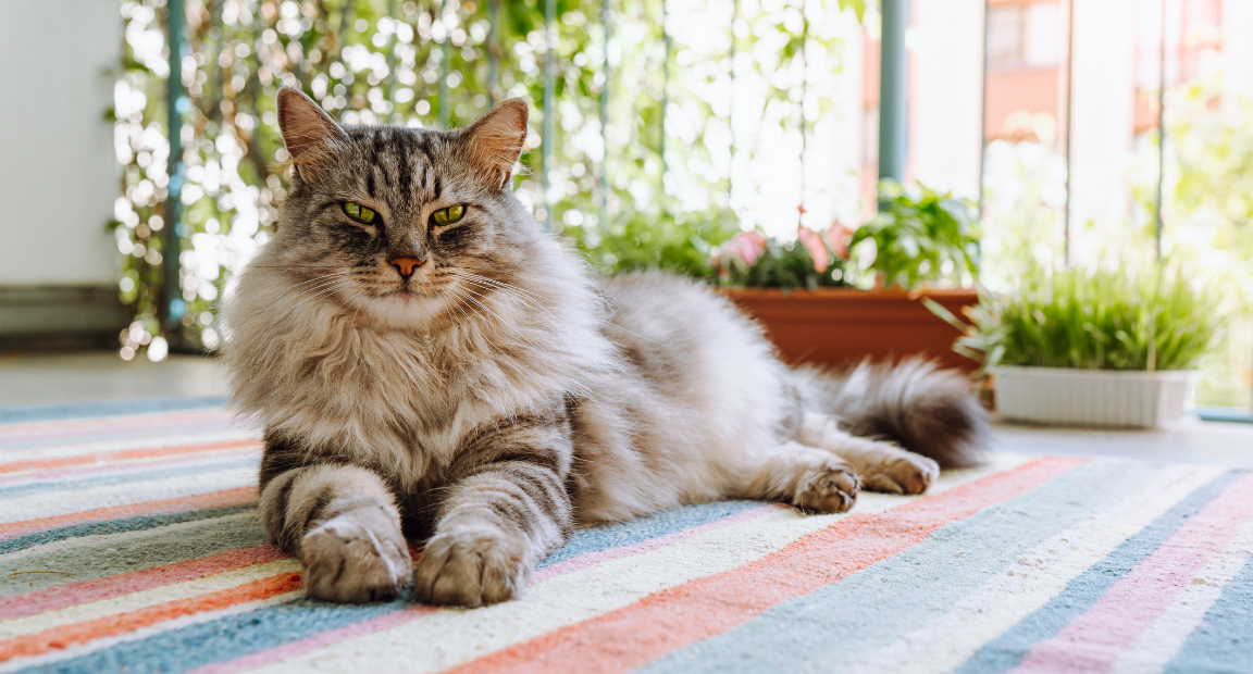 Maine Coon Domestic Cats