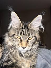 Maine Coon Face