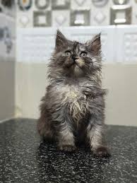 Maine Coon For Adoption Near Me