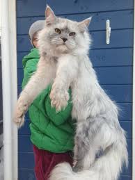 Maine Coon For Sale California