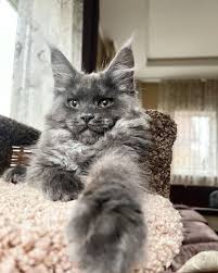 Maine Coon For Sale Michigan