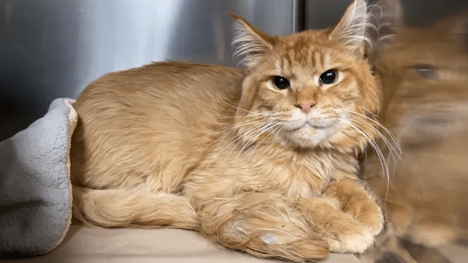 Maine Coon For Sale Oregon