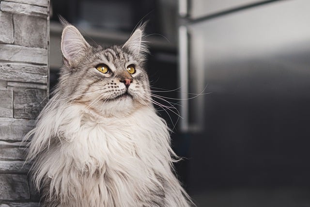 Maine Coon For Sale