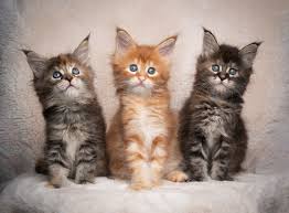 Maine Coon Kittens For Sale $300 Near Me