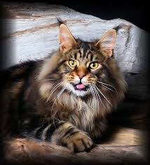 Maine Coon Kittens For Sale Alabama