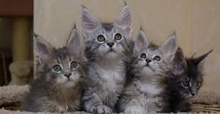 Maine Coon Kittens For Sale Arkansas