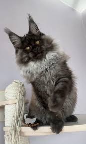 Maine Coon Kittens For Sale Atlanta