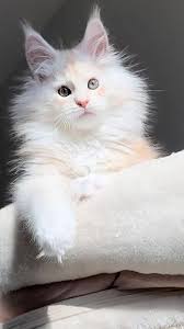 Maine Coon Kittens For Sale California