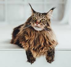 Maine Coon Kittens For Sale Colorado