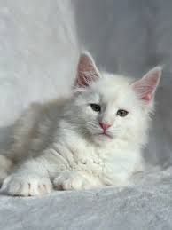 Maine Coon Kittens For Sale Georgia