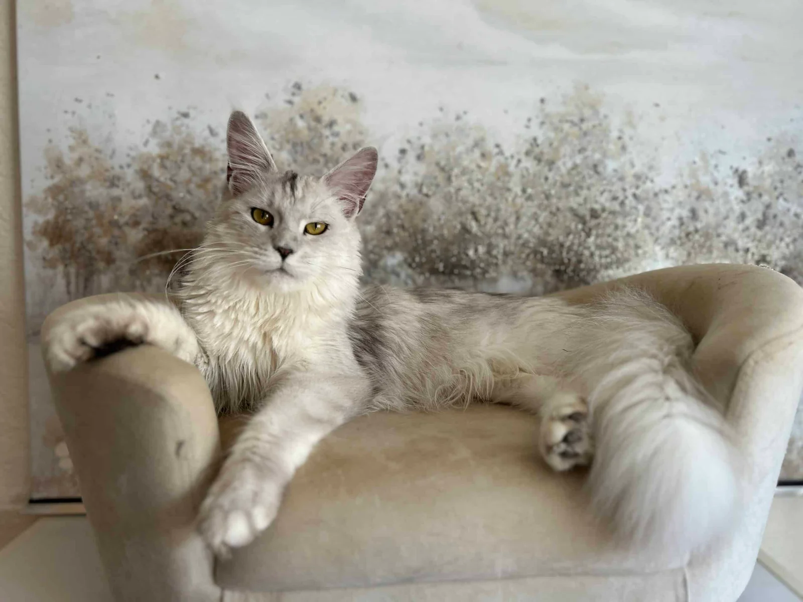 Maine Coon Kittens For Sale Houston