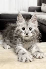 Maine Coon Kittens For Sale In Maine