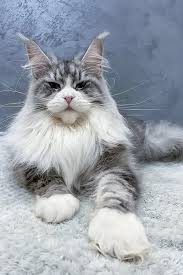 Maine Coon Kittens For Sale In Pa