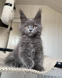Maine Coon Kittens For Sale Michigan