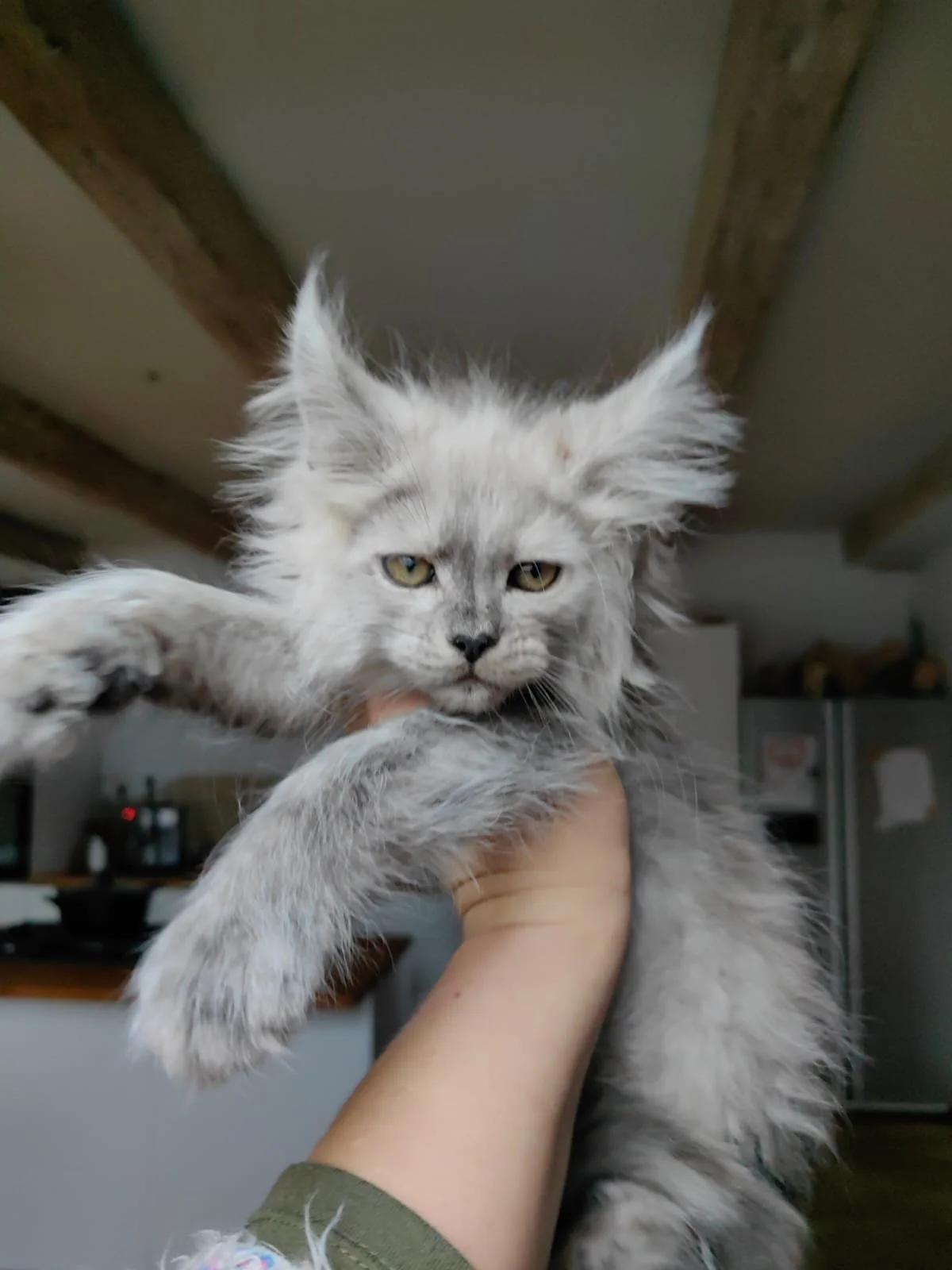Maine Coon Kittens For Sale Near Me