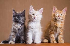 Maine Coon Kittens For Sale Oregon