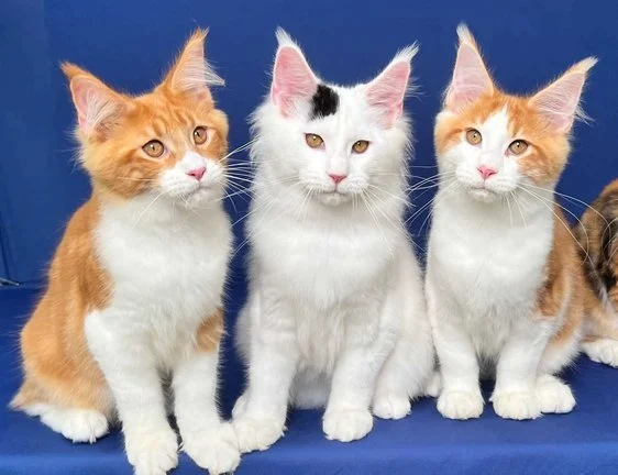 Maine Coon Kittens For Sale