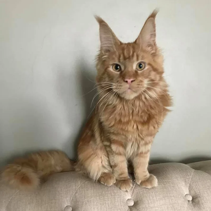 Maine Coon Kittens Oregon