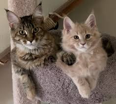 Maine Coon Kittens for Sale In Michigan
