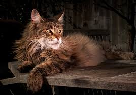 Maine Coon Male