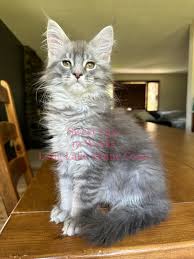 Maine Coon Mix Kittens For Sale