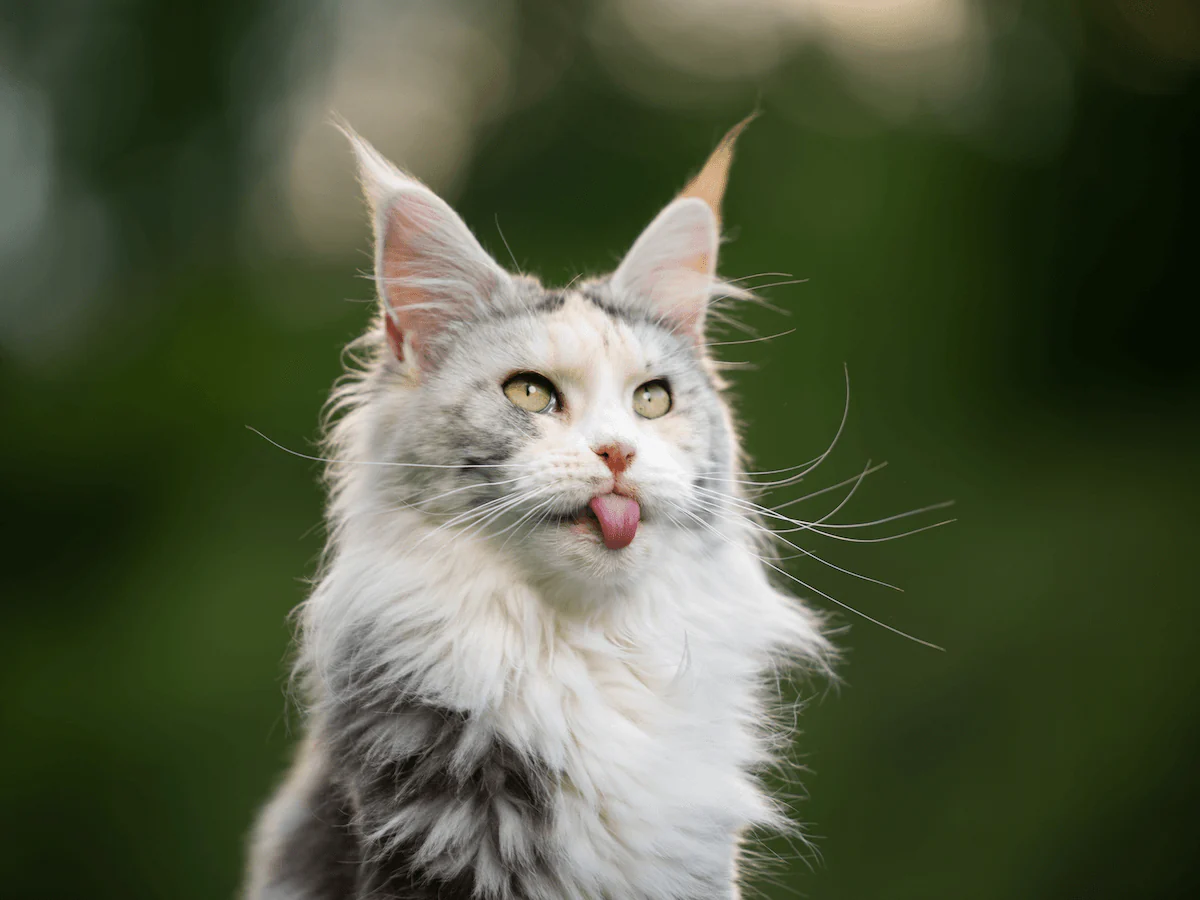 Maine Coon Mixed Cat