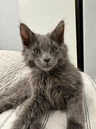 Maine Coon Purebred