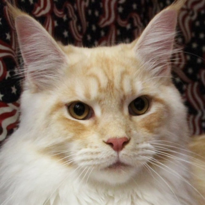 Maine Coon Rescue Near Me