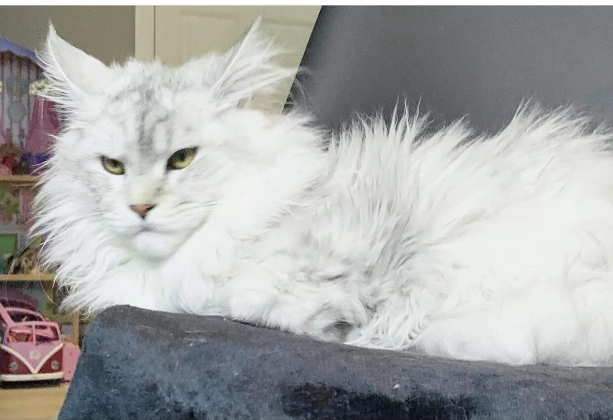 Maine Coon Savannah Cat