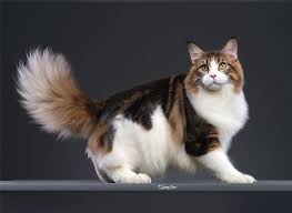 Maine Coon United States