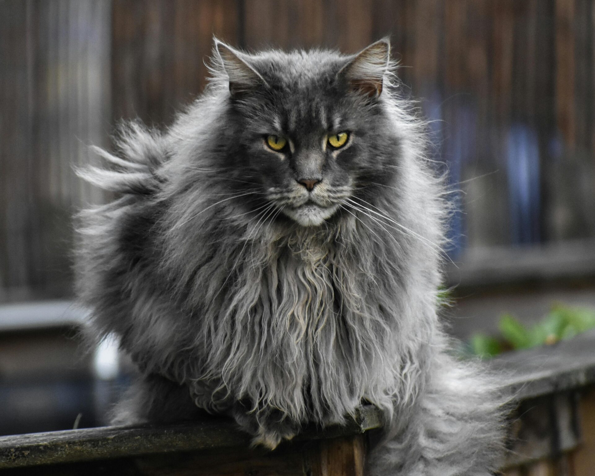Maine Coone Cat