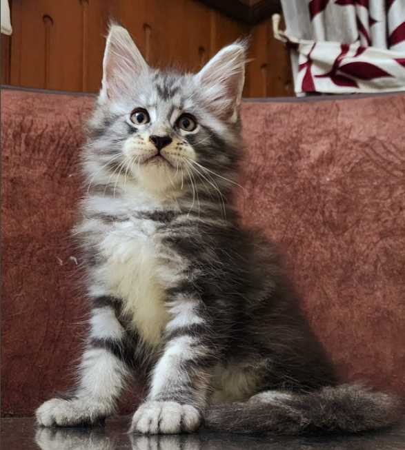 Maine Coons For Sale