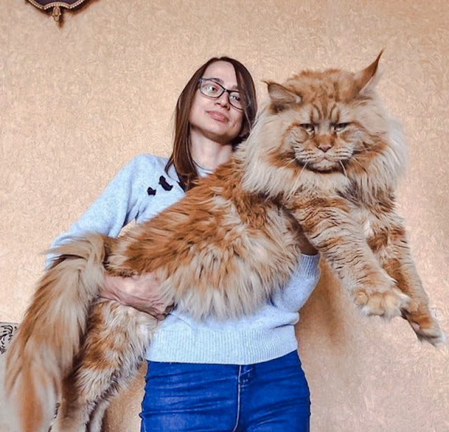 Massive Maine Coon
