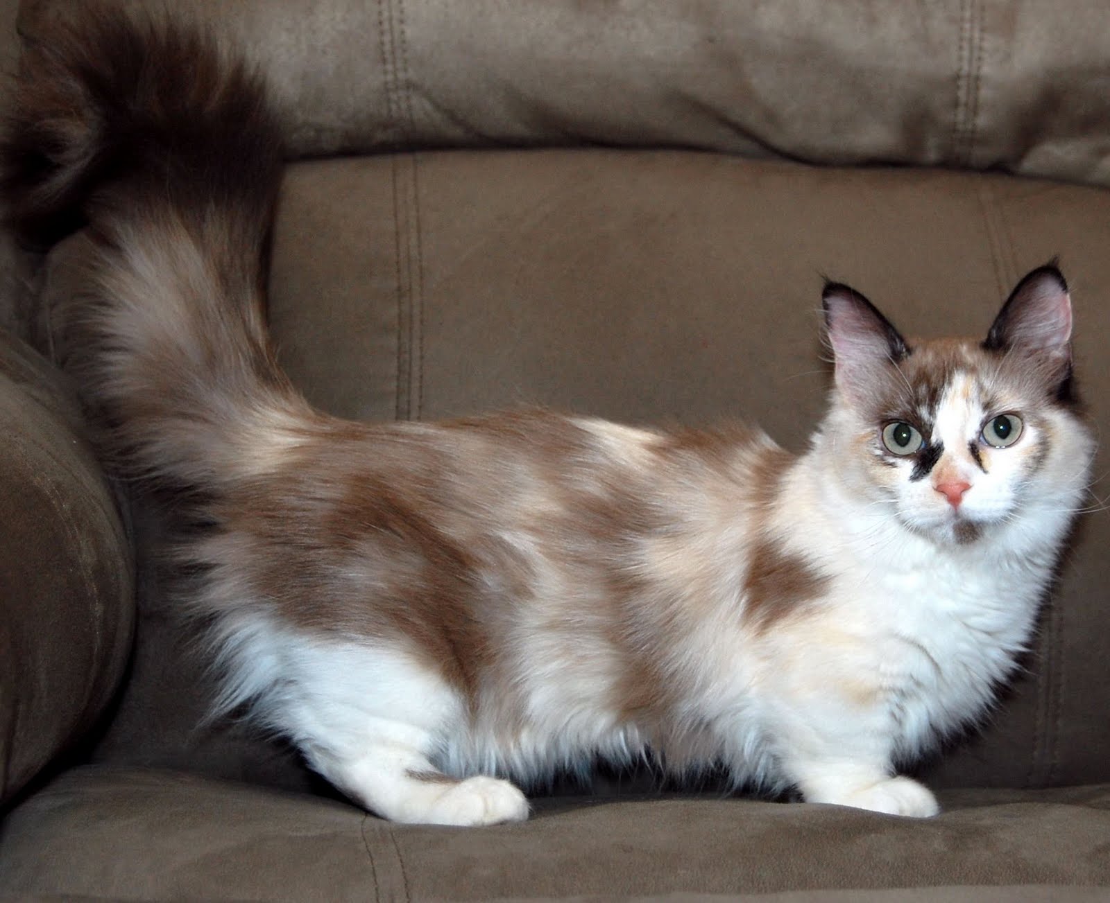 Munchkin Or Maine Coon