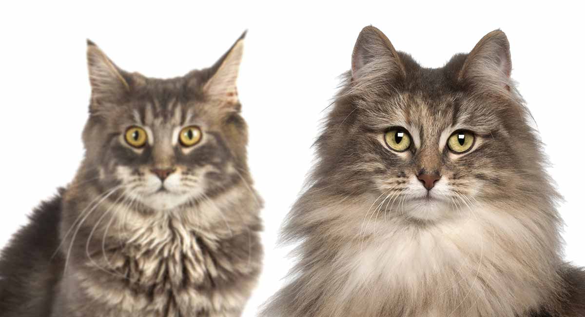 Norwegian Forest Cat VS Maine Coon Cat