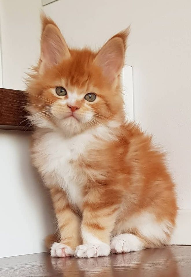 Orange And White Maine Coon Cat