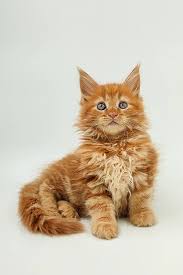 Orange Maine Coon Kittens For Sale