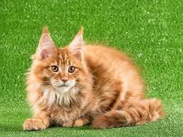 Orange Tabby Maine Coon Mix