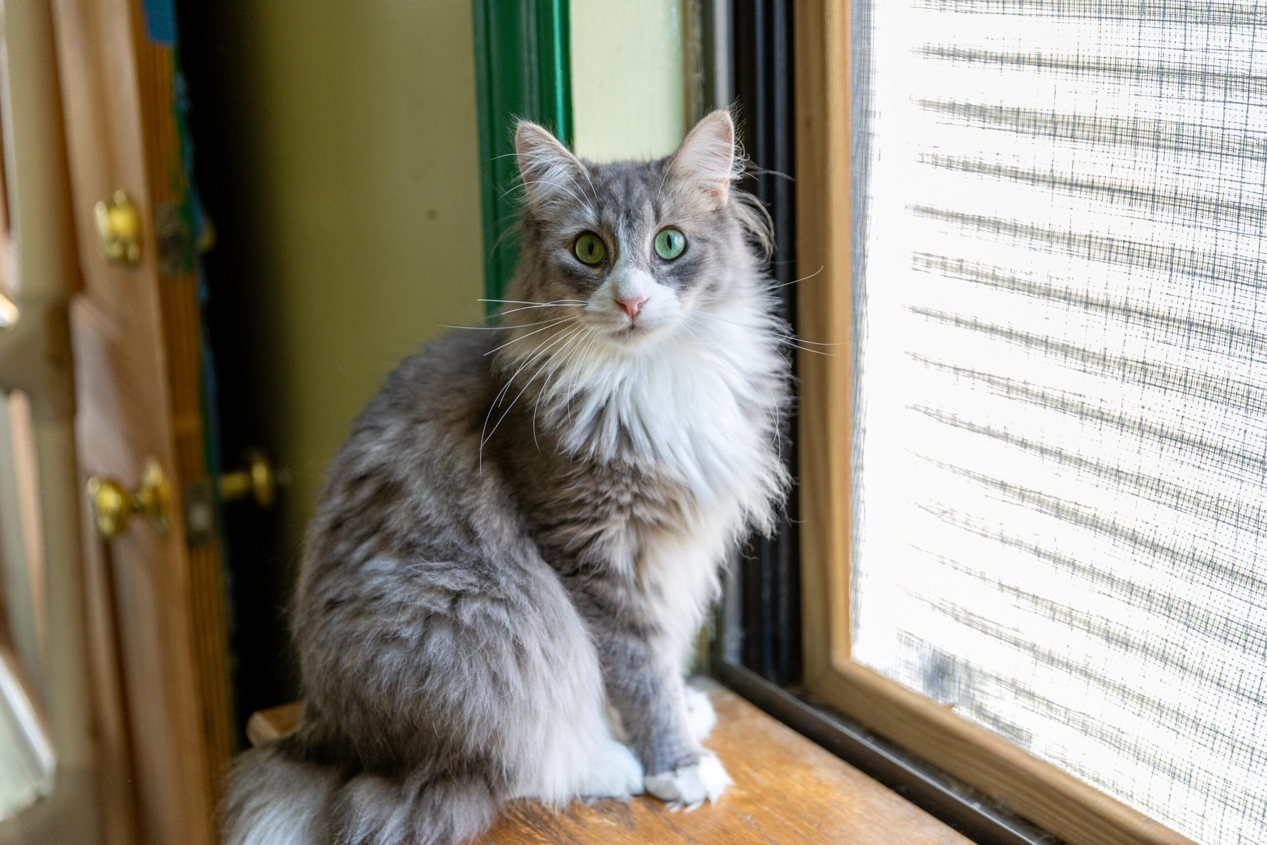 Petfinder Maine Coon