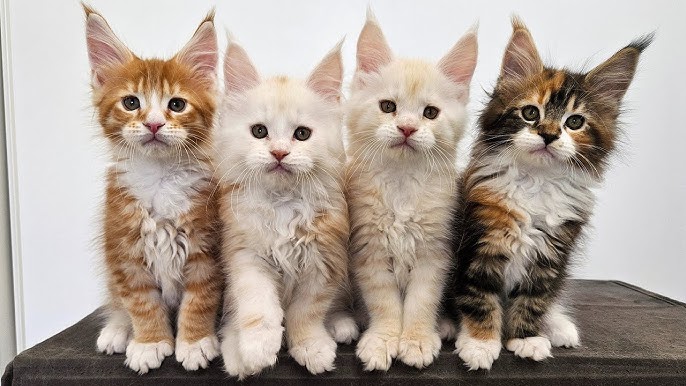 Pictures Of Maine Coon Kittens