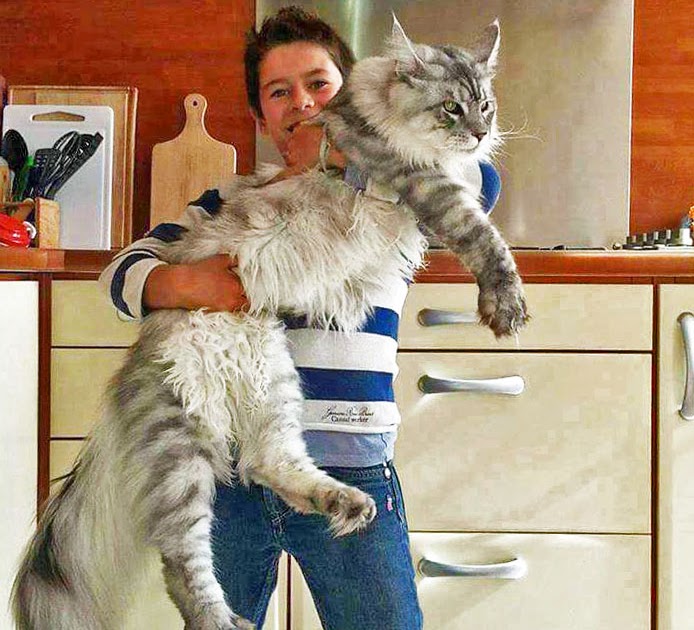 Pure Bred Maine Coon